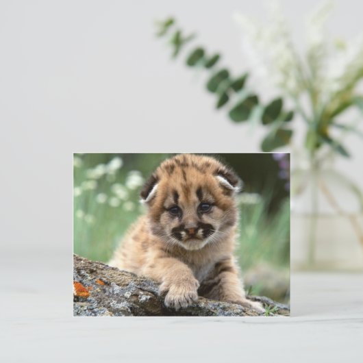 Baby Mountain Lion Cub Briefkaart (Staand voorkant)