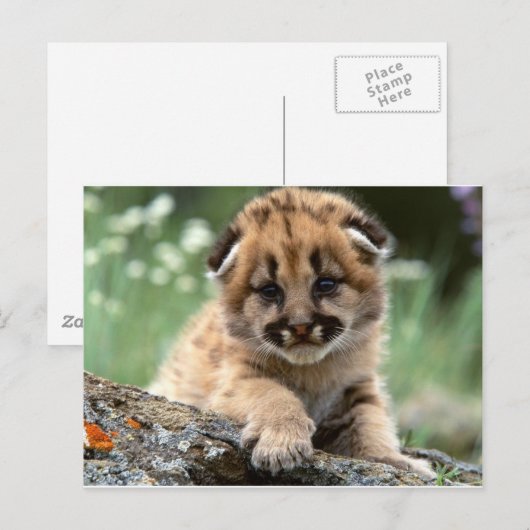 Baby Mountain Lion Cub Briefkaart (Voorkant / Achterkant)