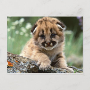 Baby Mountain Lion Cub Briefkaart