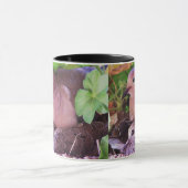 Baby Mourning Dove & Mama Mok (Midden)