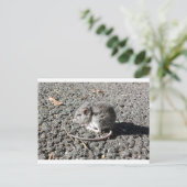 Baby muis briefkaart (Staand voorkant)