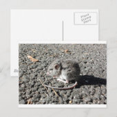 Baby muis briefkaart (Voorkant / Achterkant)