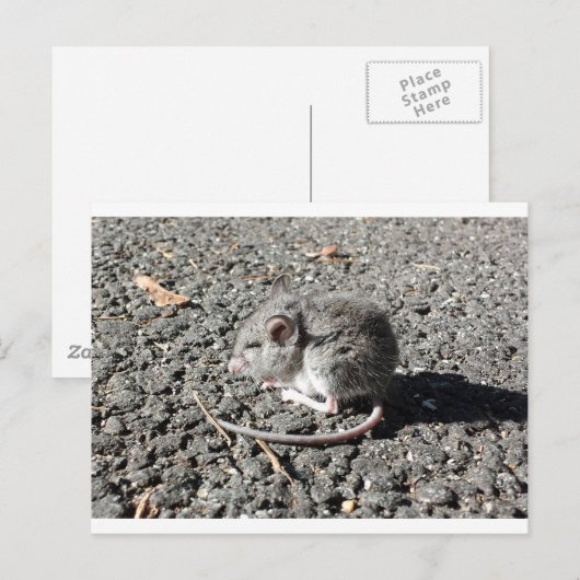 Baby muis briefkaart (Voorkant / Achterkant)