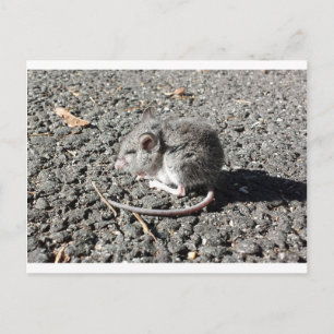 Baby muis briefkaart