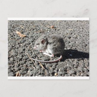 Baby muis briefkaart