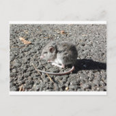 Baby muis briefkaart (Voorkant)