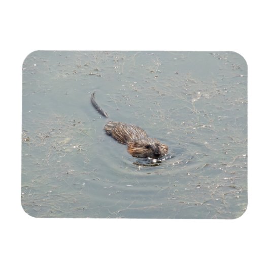 Baby Muskrat Flexibele fotomagneet Magneet (Horizontaal)