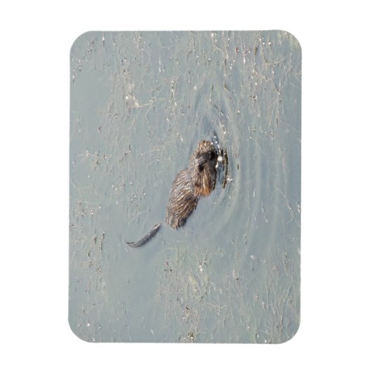 Baby Muskrat Flexibele fotomagneet Magneet (Verticaal)