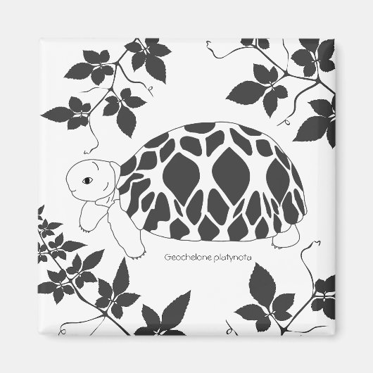 Baby Myanmarese sterschildpad magneet (bladeren bw (Voorkant)