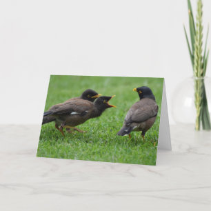 Baby Myna Birds die smeken om voedsel Kaart