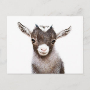 baby nanny Goat Briefkaart