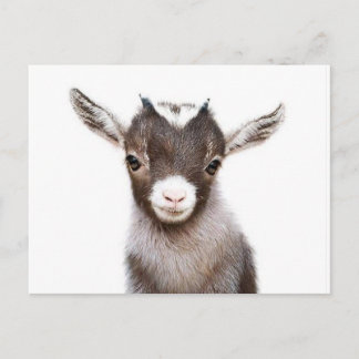 baby nanny Goat Briefkaart