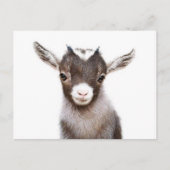 baby nanny Goat Briefkaart (Voorkant)