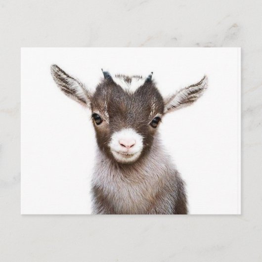 baby nanny Goat Briefkaart (Voorkant)