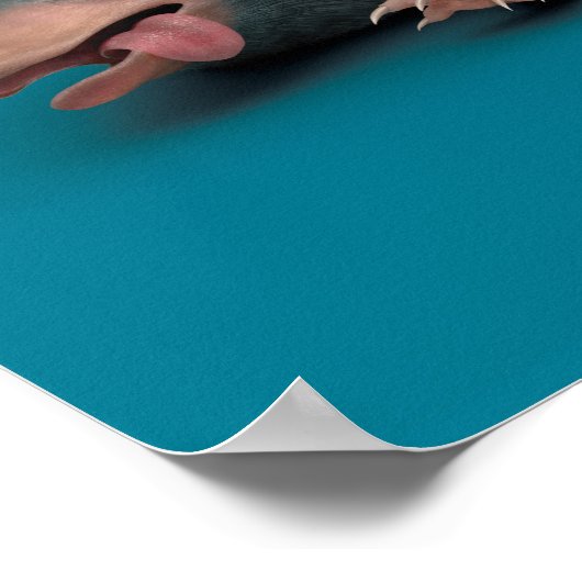 Baby NIFFLER™-pool Poster (Hoek)