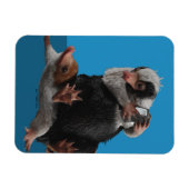 Baby Nifflers zoeken prijs Magneet (Horizontaal)