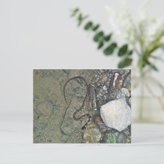 Baby Noord-waterslang (Nerodia sipedon) Briefkaart (Staand voorkant)