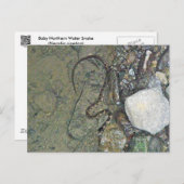 Baby Noord-waterslang (Nerodia sipedon) Briefkaart (Voorkant / Achterkant)