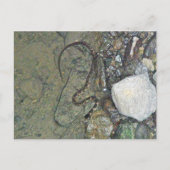 Baby Noord-waterslang (Nerodia sipedon) Briefkaart (Voorkant)