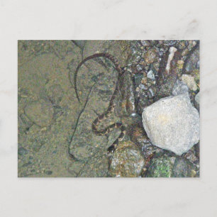 Baby Noord-waterslang (Nerodia sipedon) Briefkaart