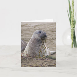 Baby Northern Elephant Seal Kaart