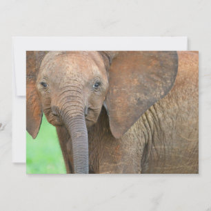 Baby olifant