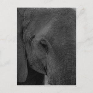 Baby olifant briefkaart