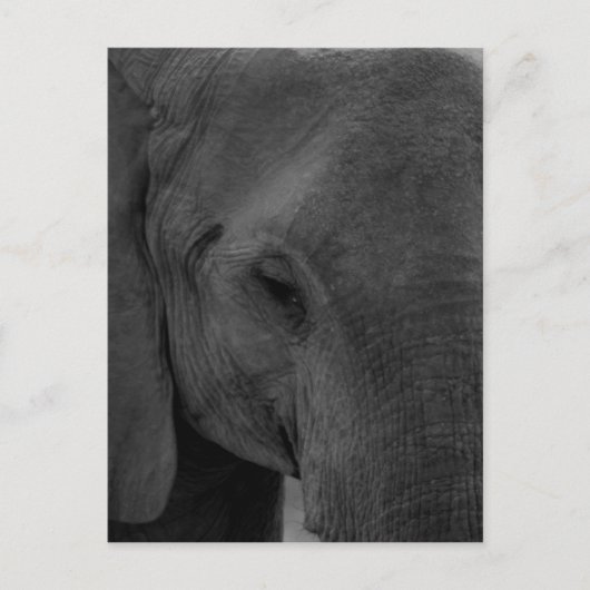 Baby olifant briefkaart (Voorkant)