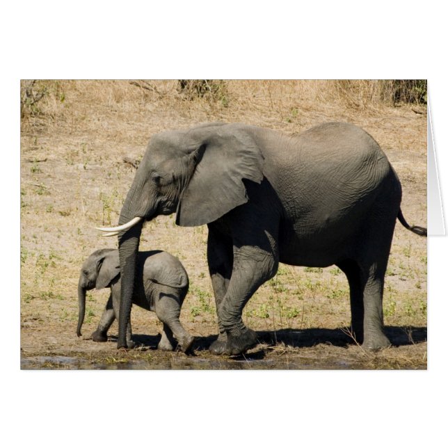 Baby-olifant en moeder (Voorkant Horizontaal)