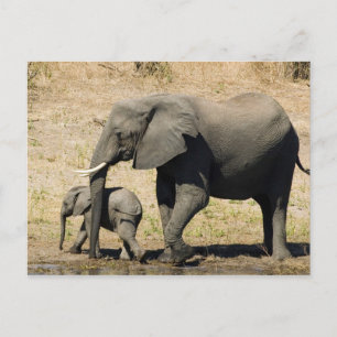 Baby-olifant en moeder briefkaart