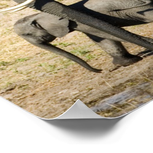 Baby-olifant en moeder poster (Hoek)