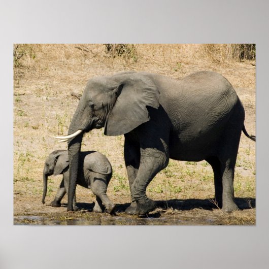 Baby-olifant en moeder poster (Voorkant)