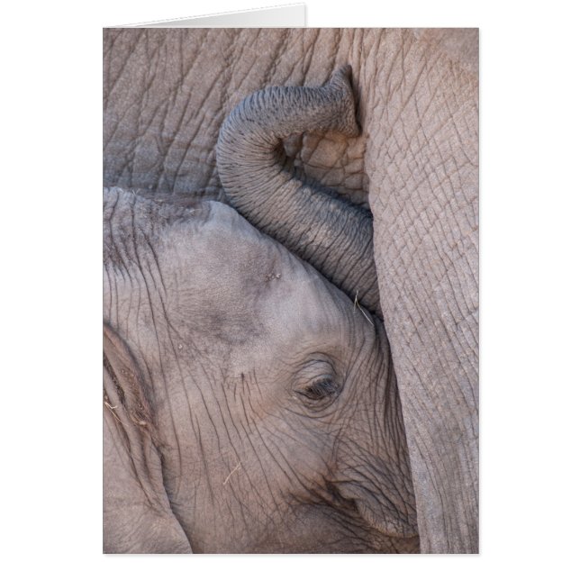 Baby Olifant Knuffelt (Voorkant)