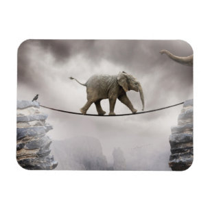 Baby olifant loopt de Tightrope Magneet