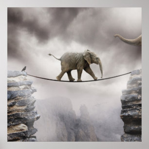 Baby olifant loopt de Tightrope Poster