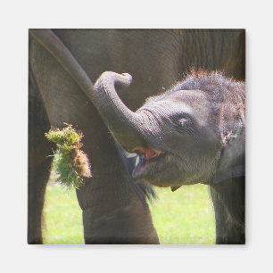 Baby olifant magneet
