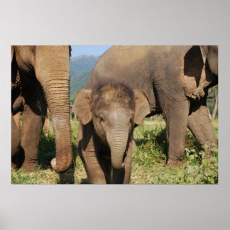 Baby olifant poster