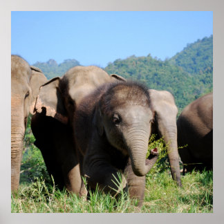 Baby olifant poster