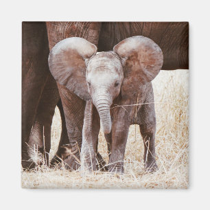 Baby Olifant Schattige Afrikaanse Olifant met Moed Magneet