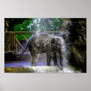 Baby olifant spelen in waterval poster