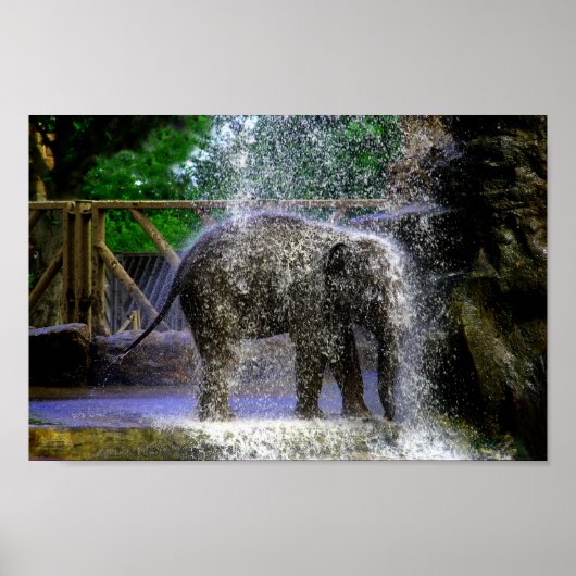 Baby olifant spelen in waterval poster (Voorkant)