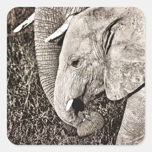 Baby olifant vierkante sticker (Voorkant)