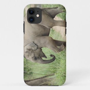 Baby Olifant volgt de moeder,Corbett iPhone 11 Hoesje