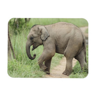 Baby Olifant volgt de moeder,Corbett Magneet