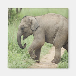 Baby Olifant volgt de moeder,Corbett Magneet