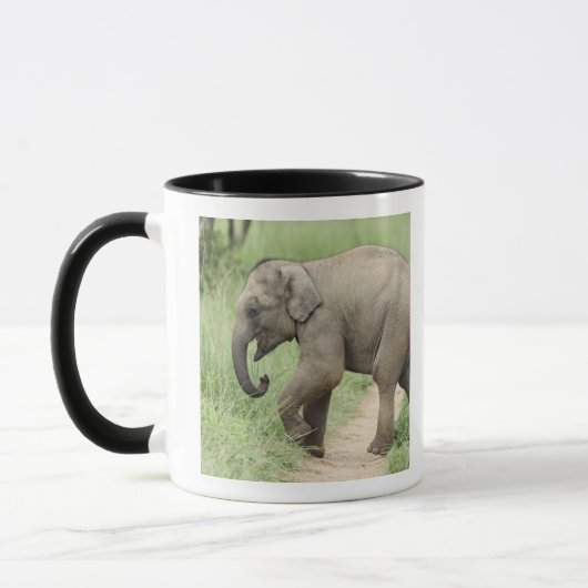 Baby Olifant volgt de moeder,Corbett Mok (Links)