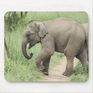 Baby Olifant volgt de moeder,Corbett Muismat