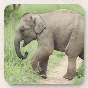 Baby Olifant volgt de moeder,Corbett Onderzetter