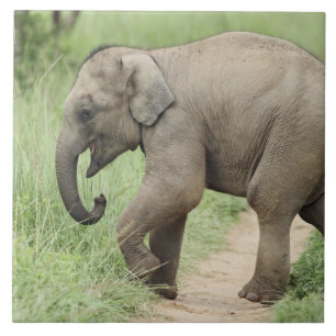 Baby Olifant volgt de moeder,Corbett Tegeltje