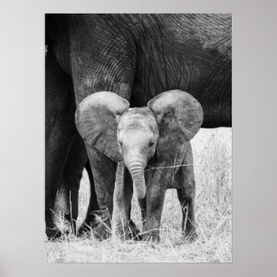 Baby Olifant Zwart en Wit Wilde Dieren Poster